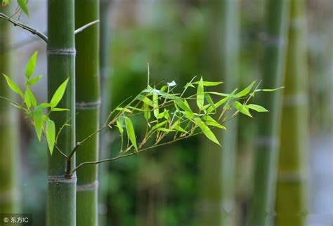 竹子繁殖方法|如何种植竹子